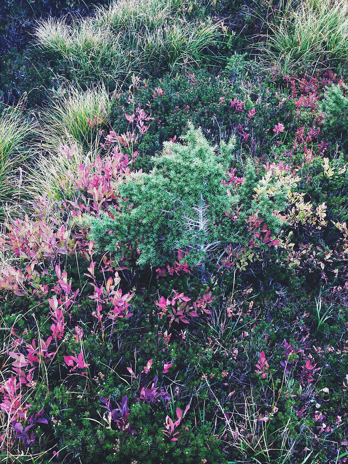 Detail of wildflowers, grasses and plants in alpine meadow in autumn