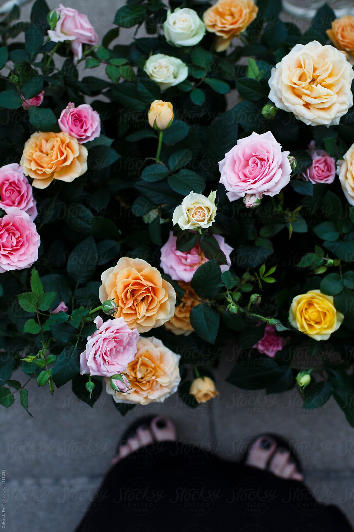 A woman\'s feet and roses from above