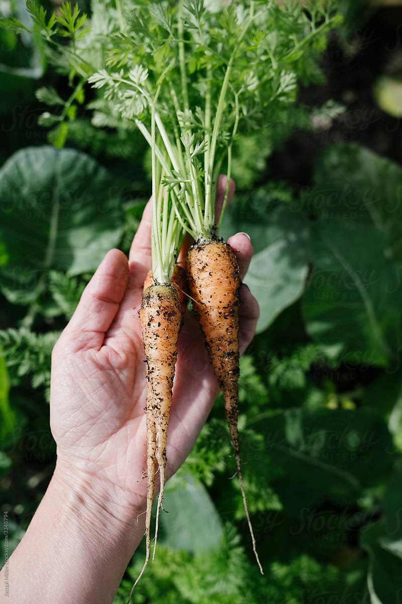 Hands Chopping The Carrot by Stocksy Contributor Milles Studio - Stocksy