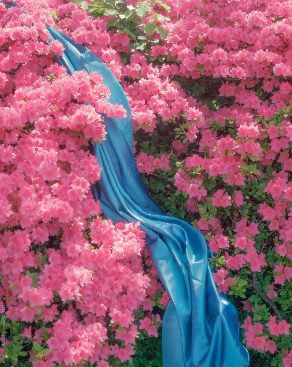Azalea Flowers and Blue Silk Waterfall