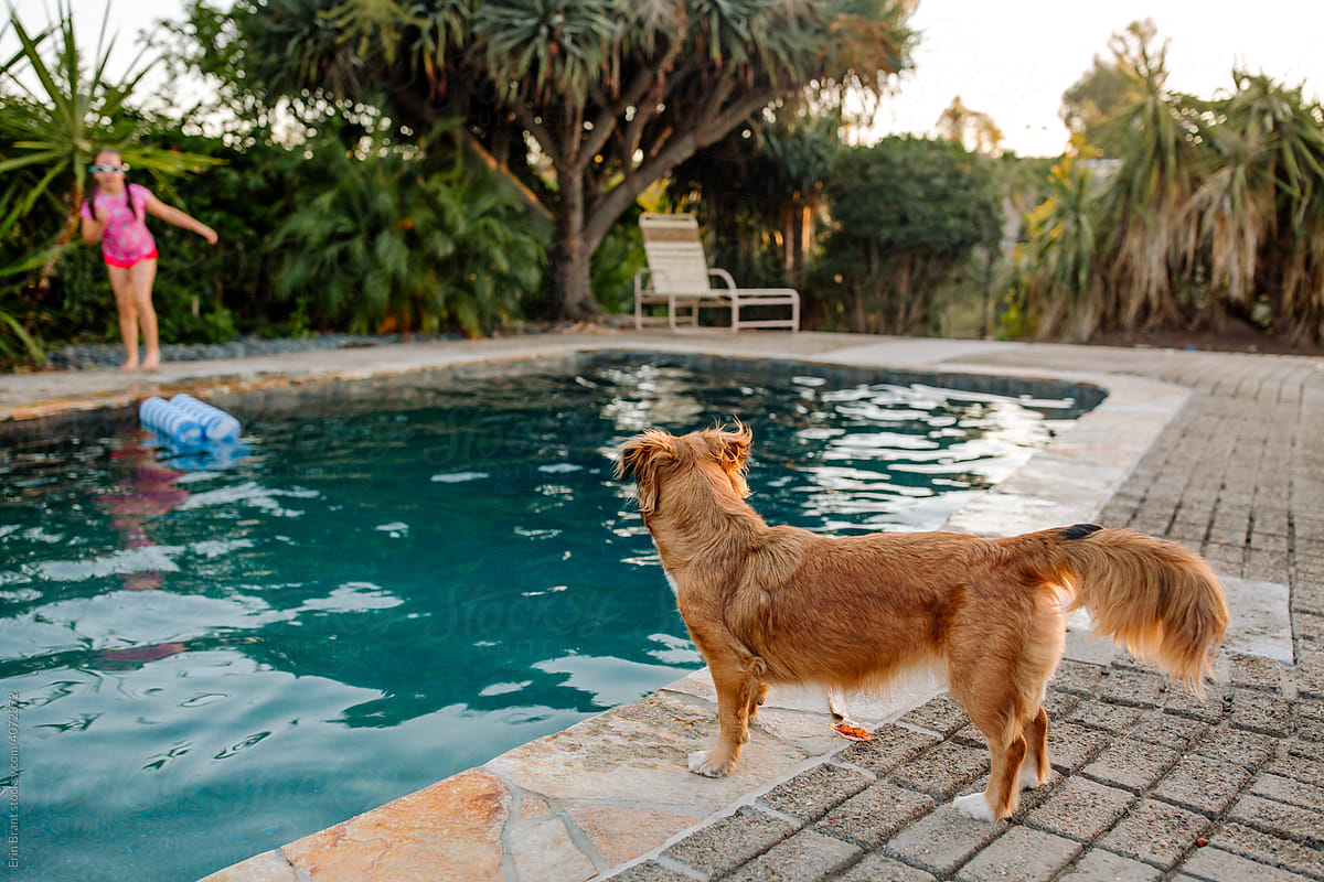 Family dog watching girl by pool