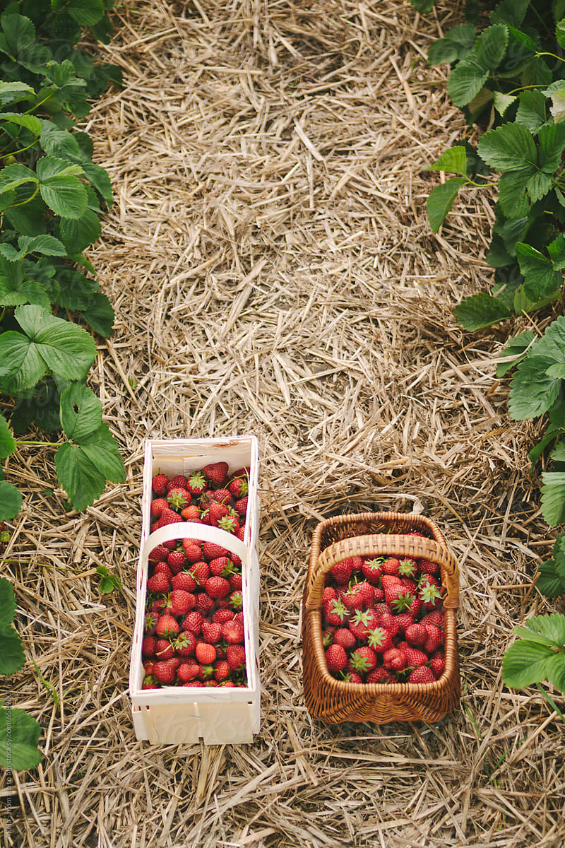 two wooden baskets full of strawberries in a strawberry field from above