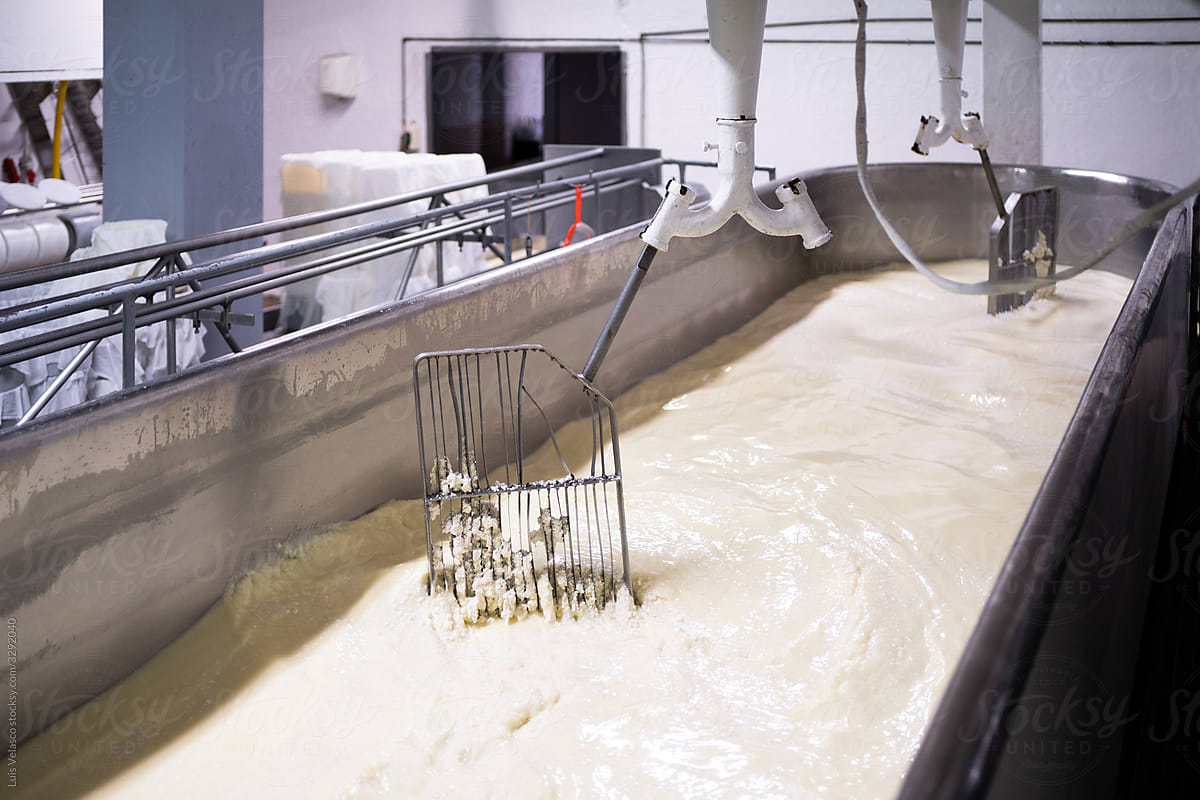 Tank Full Of Sheep Milk In A Cheese Factory.