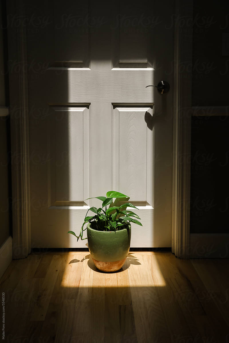 Plant in the Light