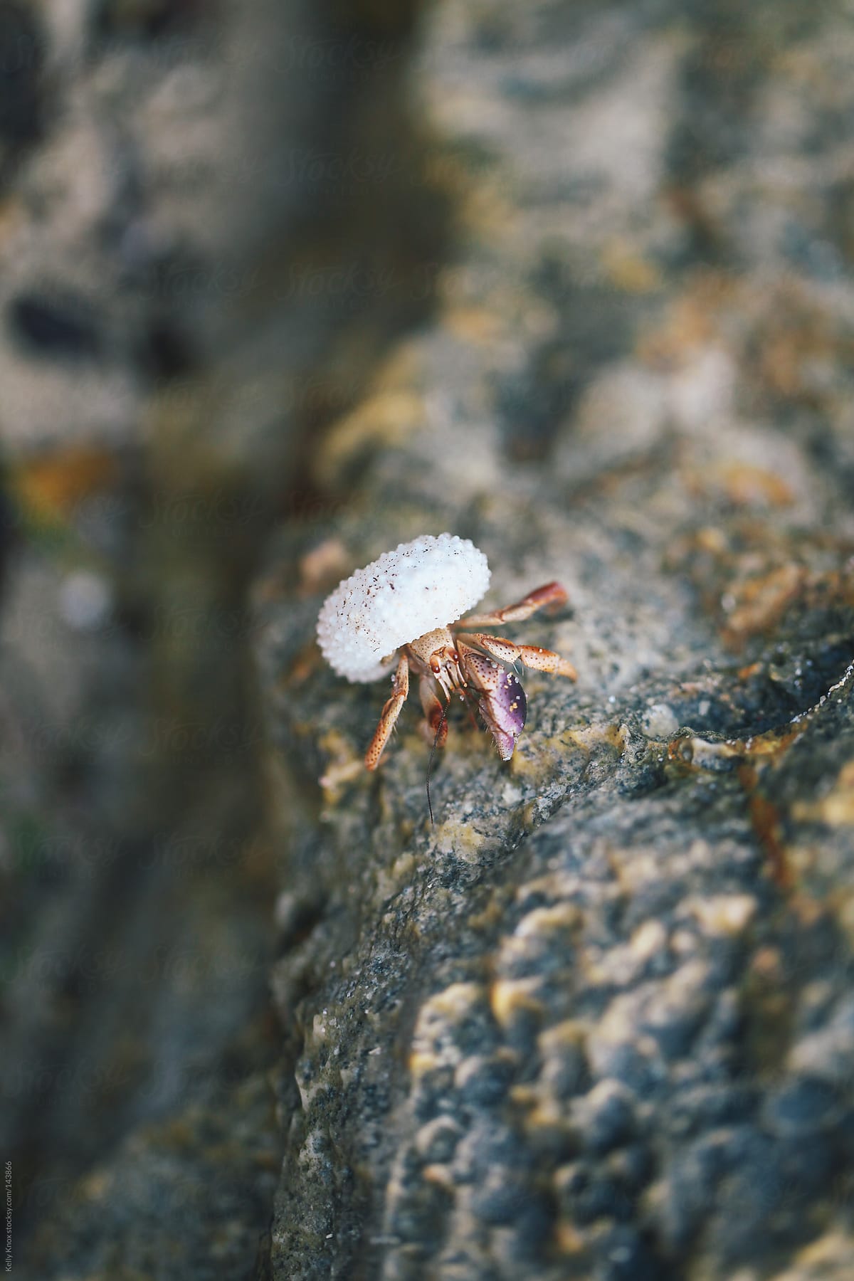 hermit crab climbs a rock