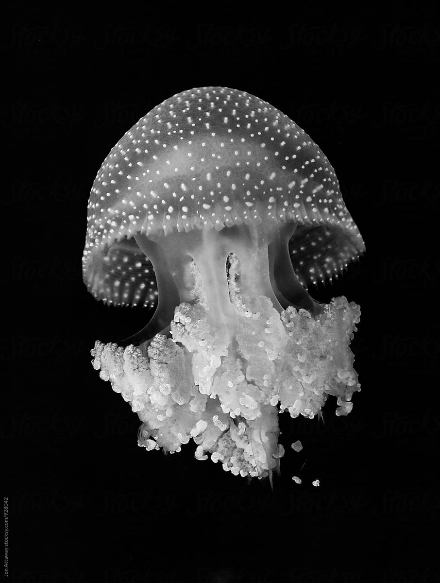 Jellyfish In Black And White By Jon Attaway Stocksy United