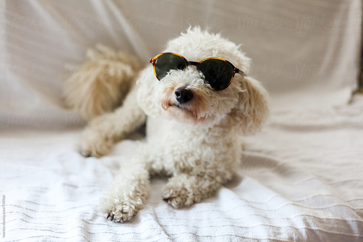 Adorable white poodle with sunglasses sitting on a couch