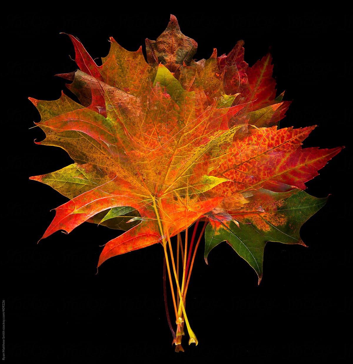 Autumn Colors - Leaves Overlay