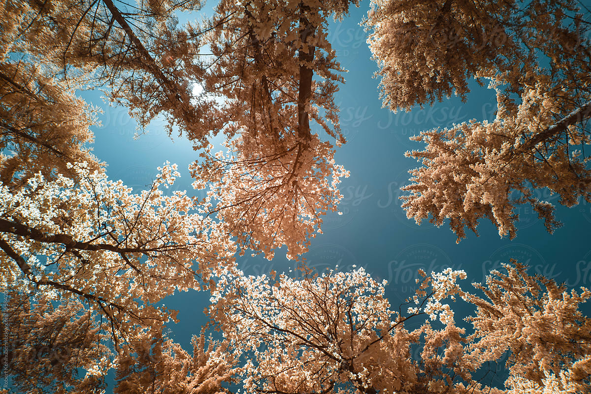Trees during spring in austria, shot in Infrared IR