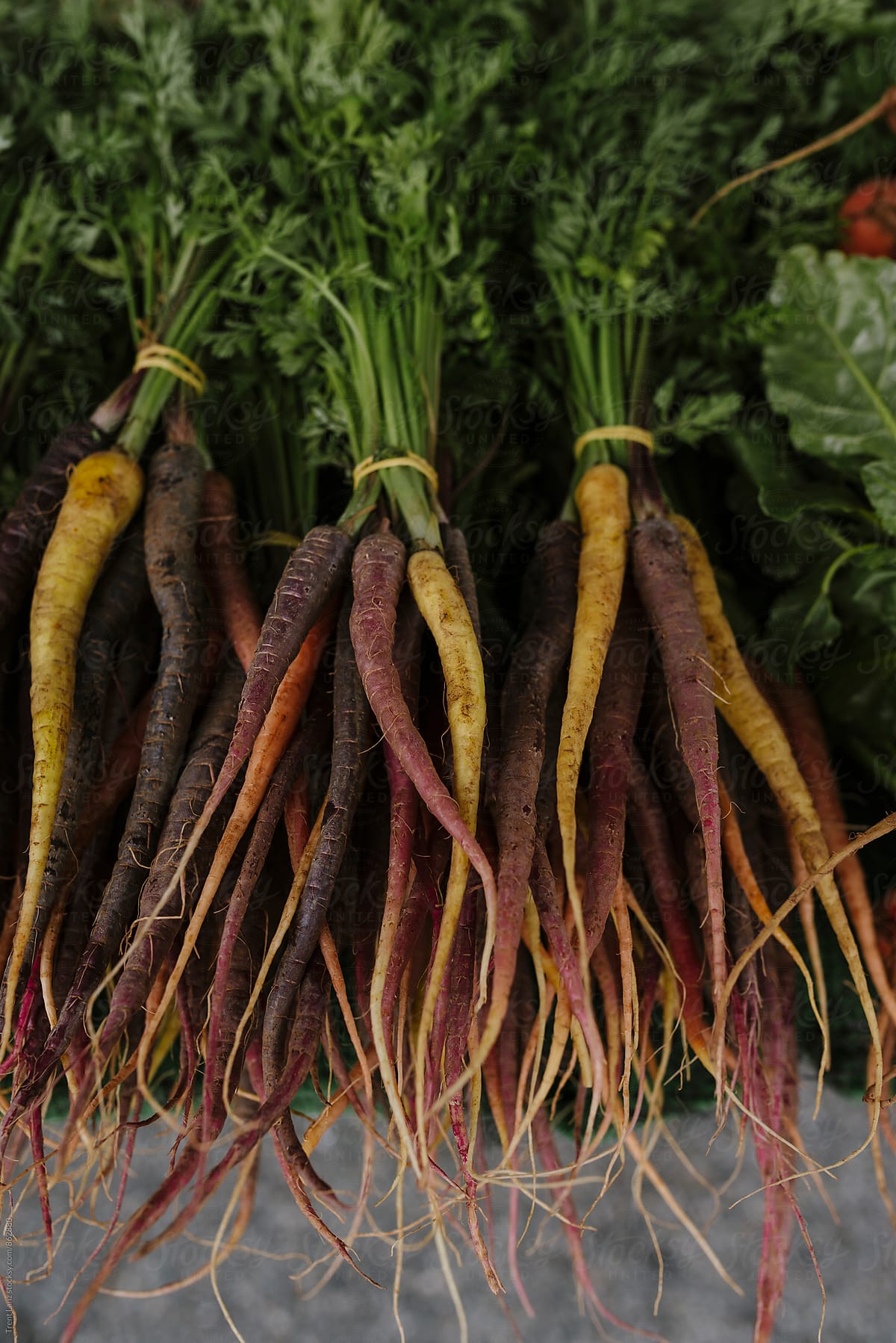 Farmers Market fresh bunch of carrots