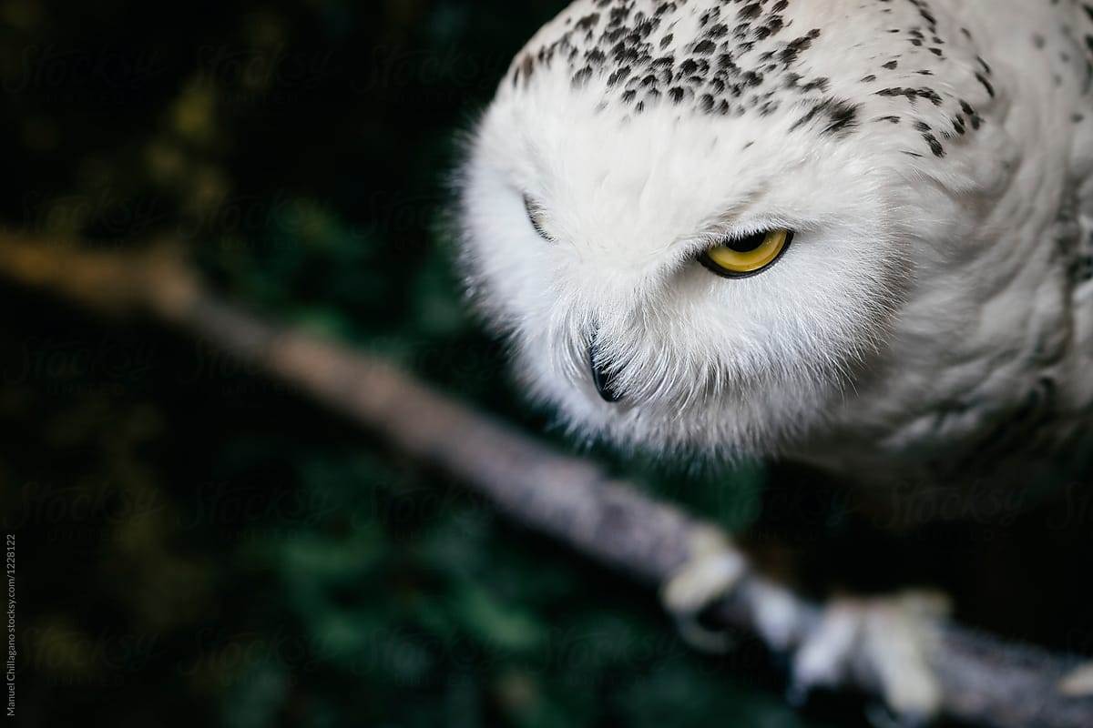 Snowy owl staring into the camera