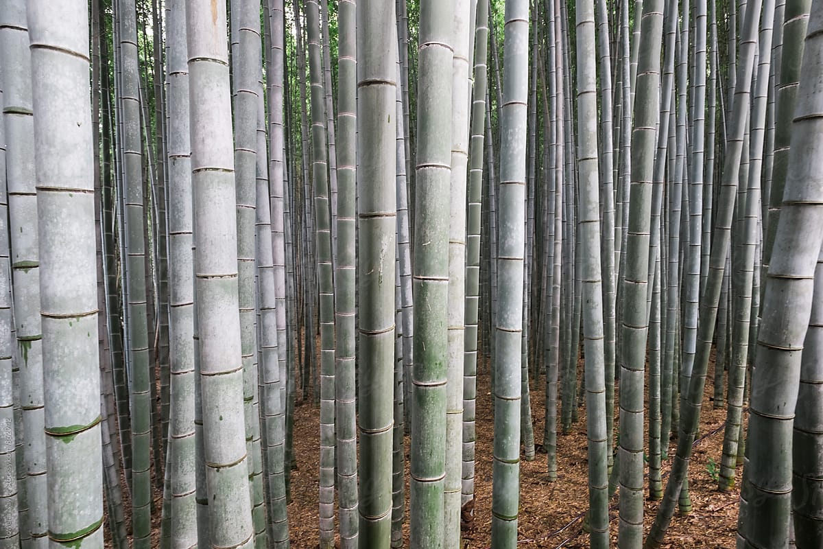 Arashimaya Bamboo Forest, Kyoto