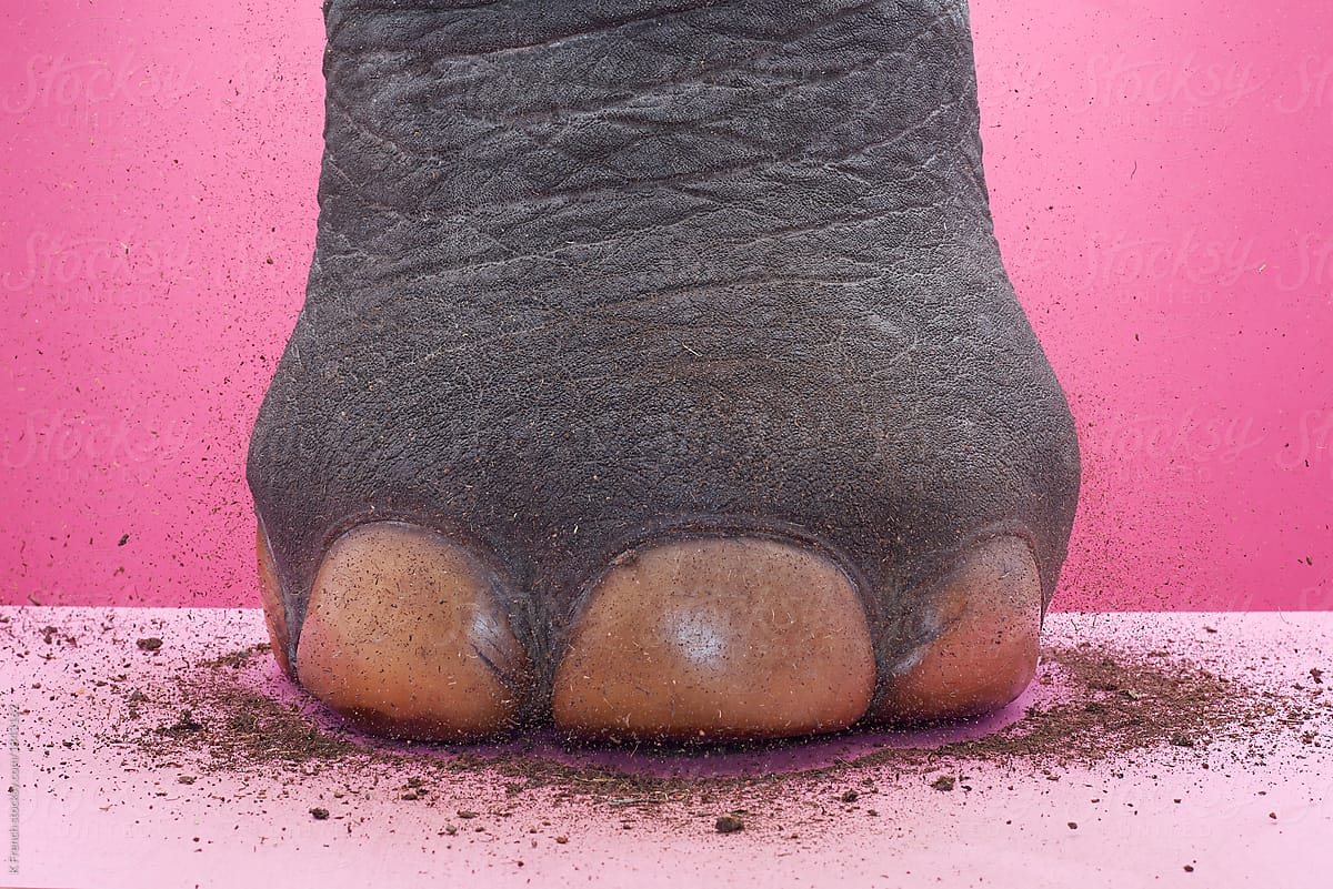Elephant\'s foot