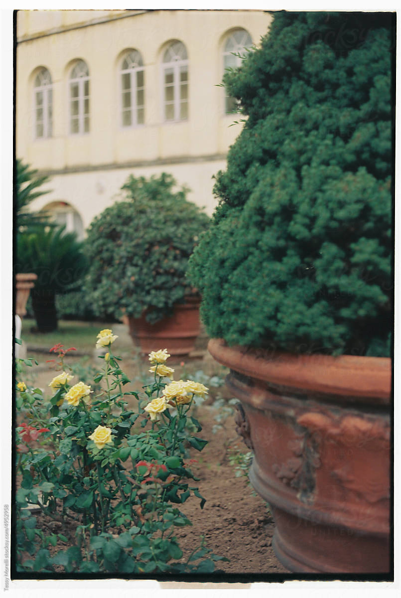 Rose pot in Italian garden
