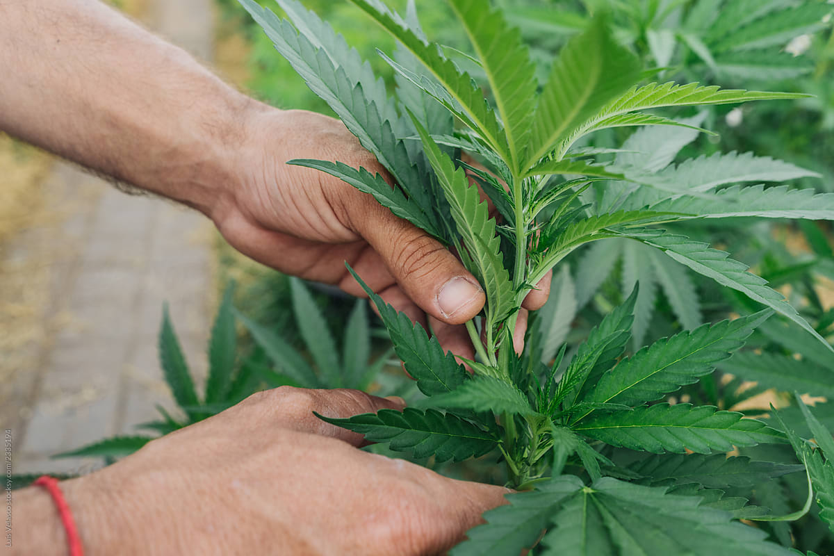 Anonymous Hands Of A Cannabis Farmer In His Greenhouse.