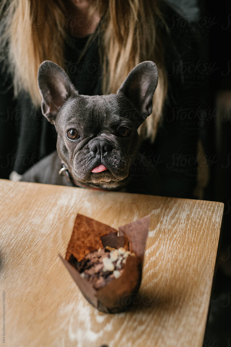 Portrait shots on young woman seating in a caffe with funny black dog French Bulldog, drinking coffee latte, eating muffin,
