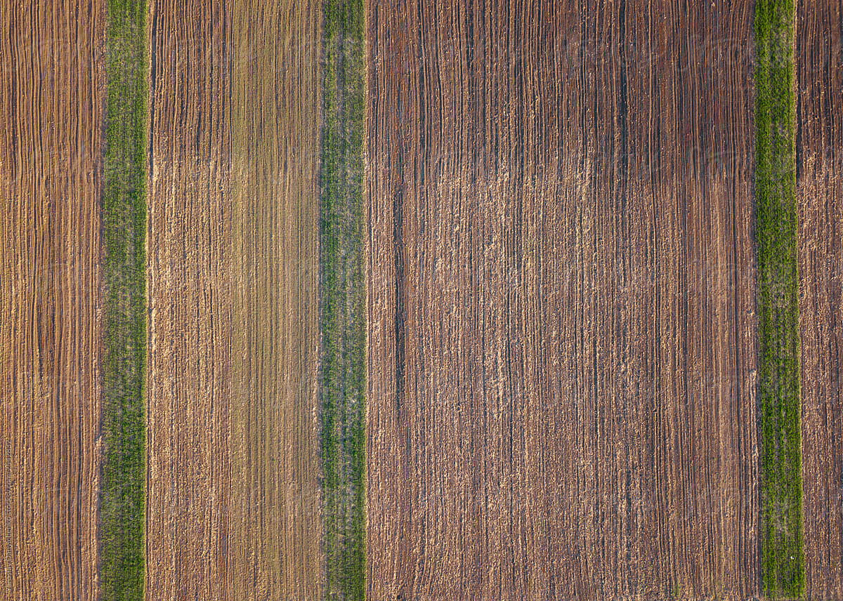 Aerial view from the drone of green rows of plantings on a plowed field. Top view