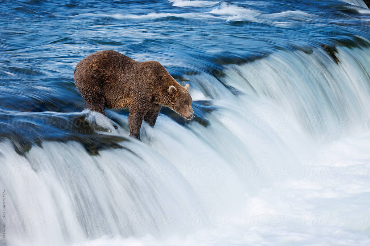 Brown Bear on Waterfall