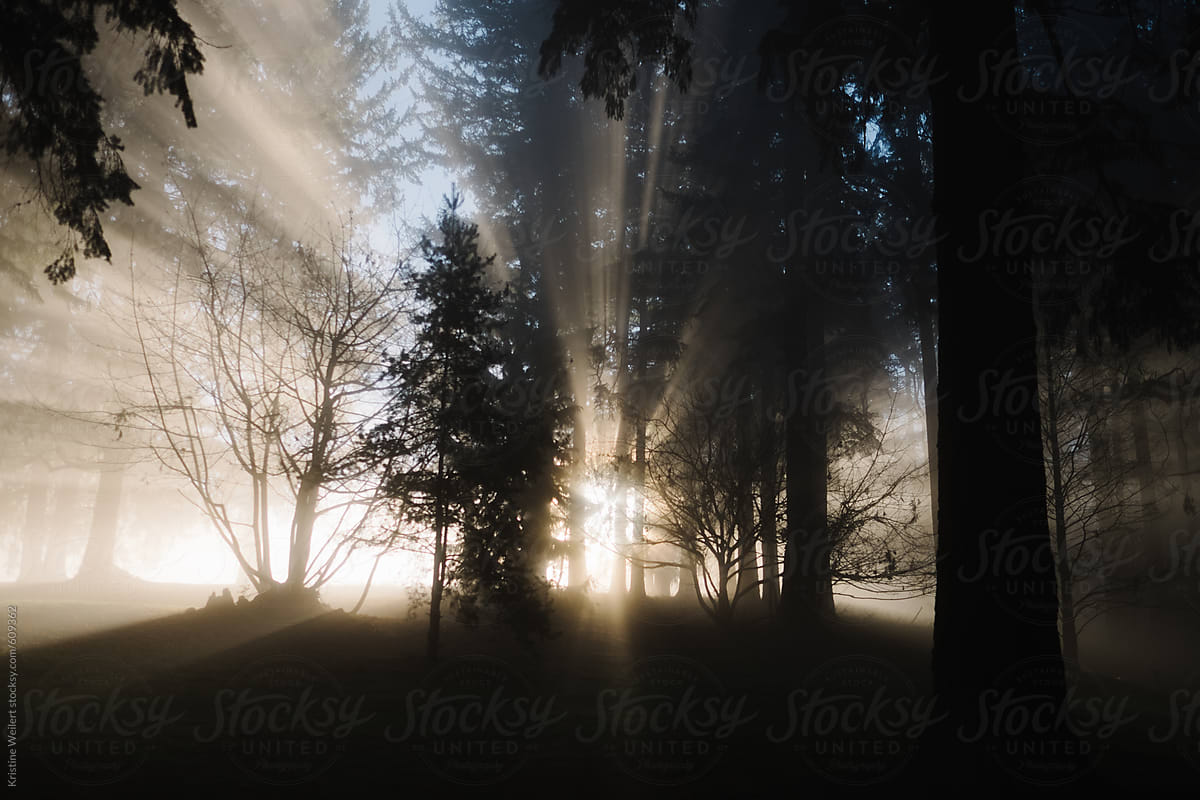 Beautiful light rays shining through fog and trees in a forest