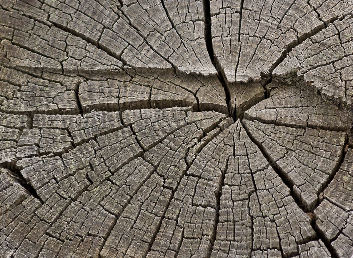 Closeup of weathered tree trunk as background
