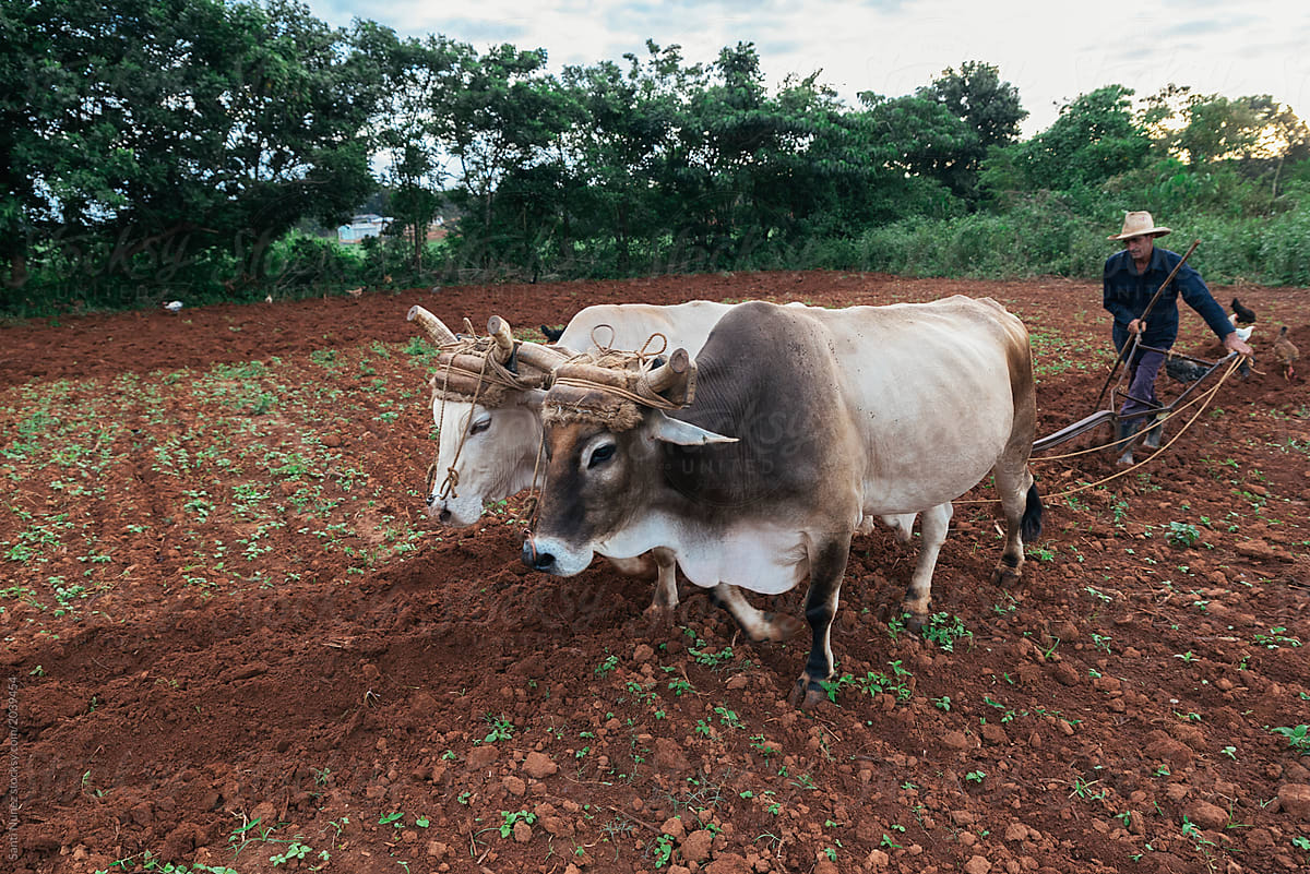 Farmer and Oxen Plow Tobacco Field.