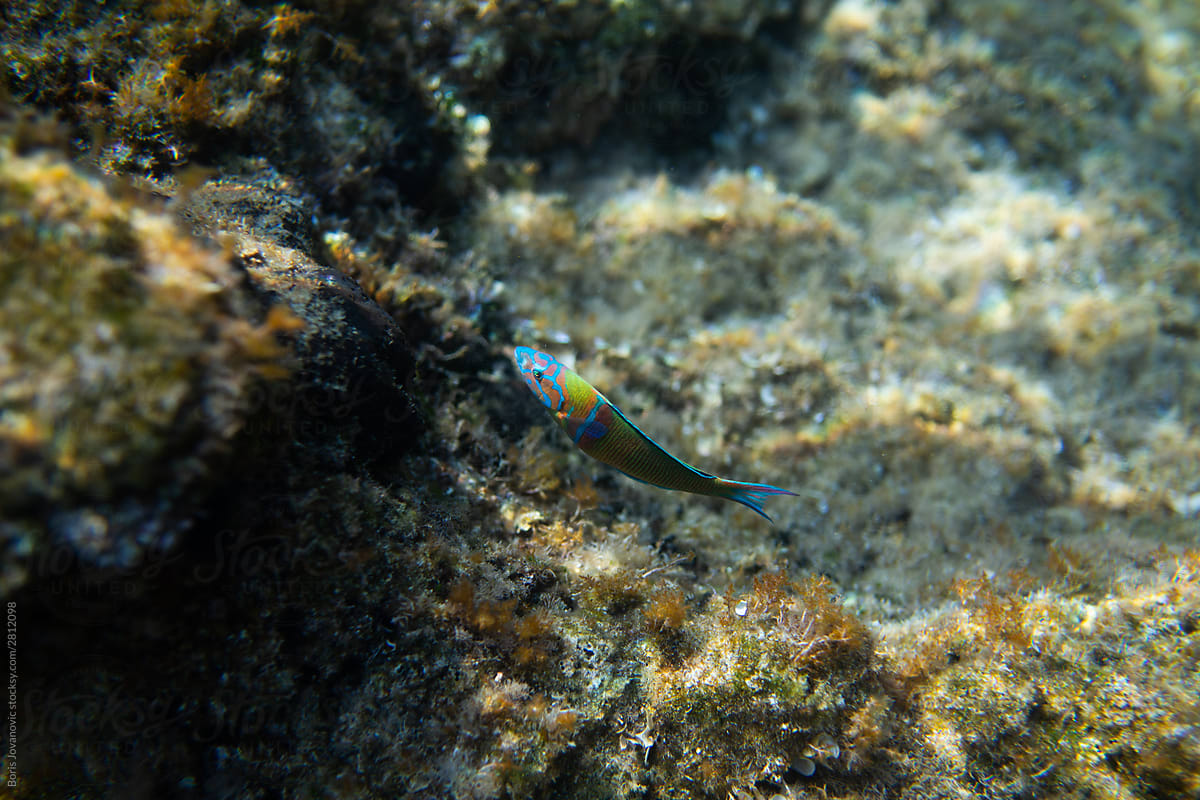 A Colourful Fish Swimming In The Sea