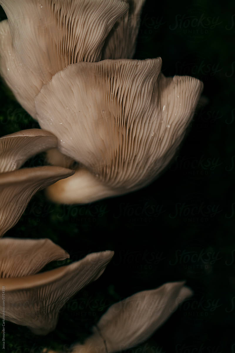 Detailed closeup of trumpet mushrooms in a dark forest