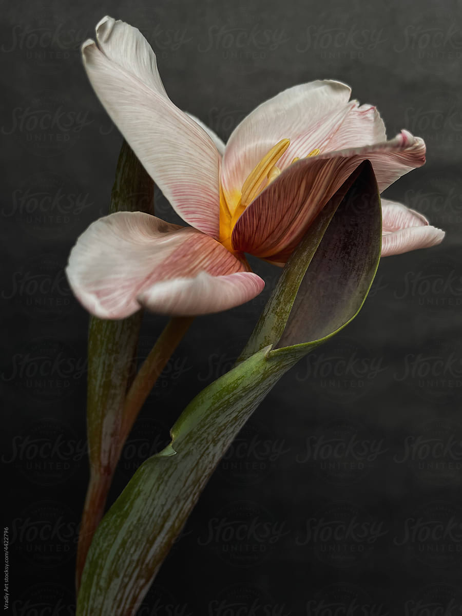 Gentle light pink tulip flower