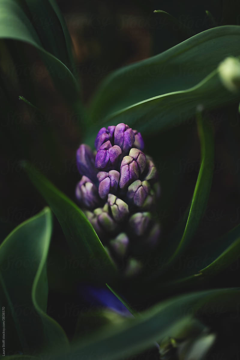 Hyacinth sprout behind dark foliage