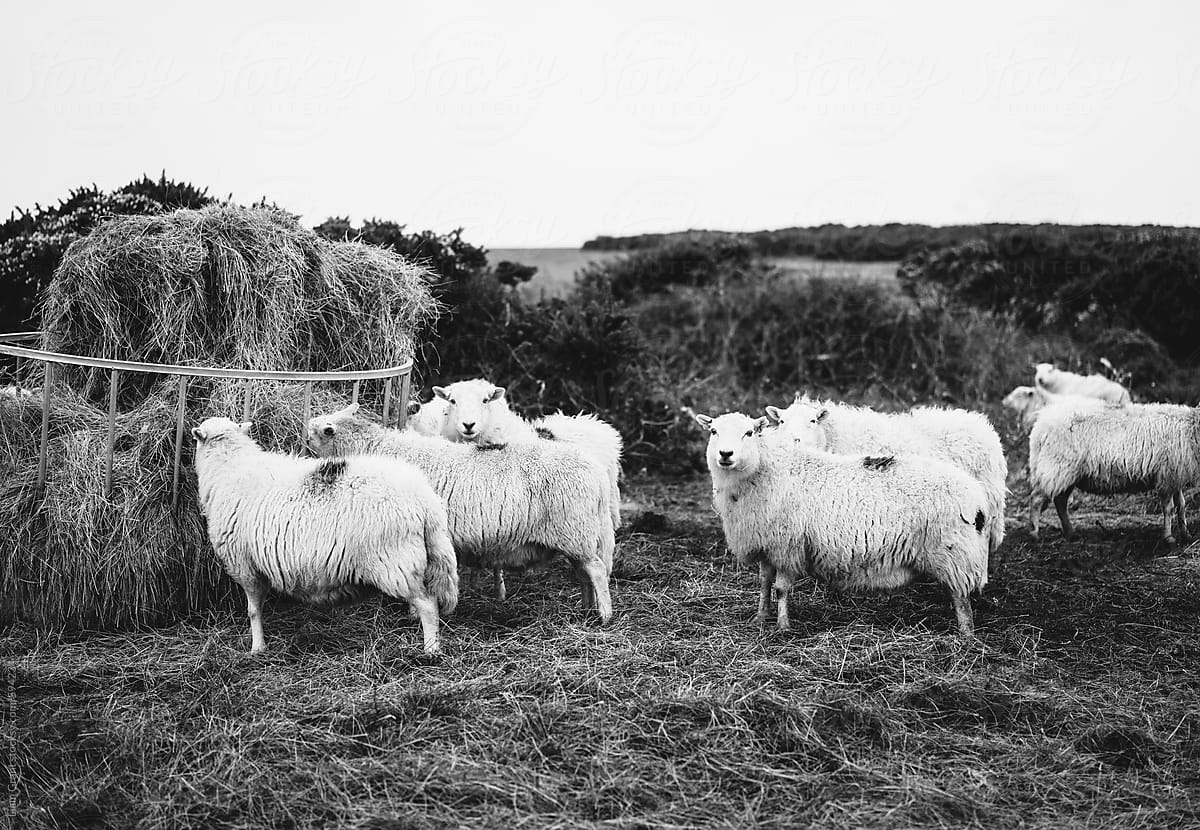 Grazing sheep. Rhossili, Wales, UK.