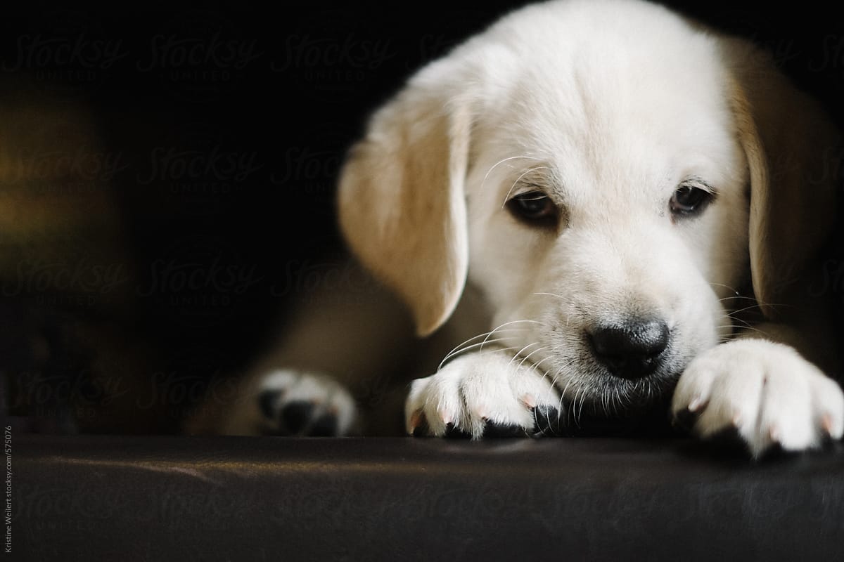 Close up of a cute lab puppies face