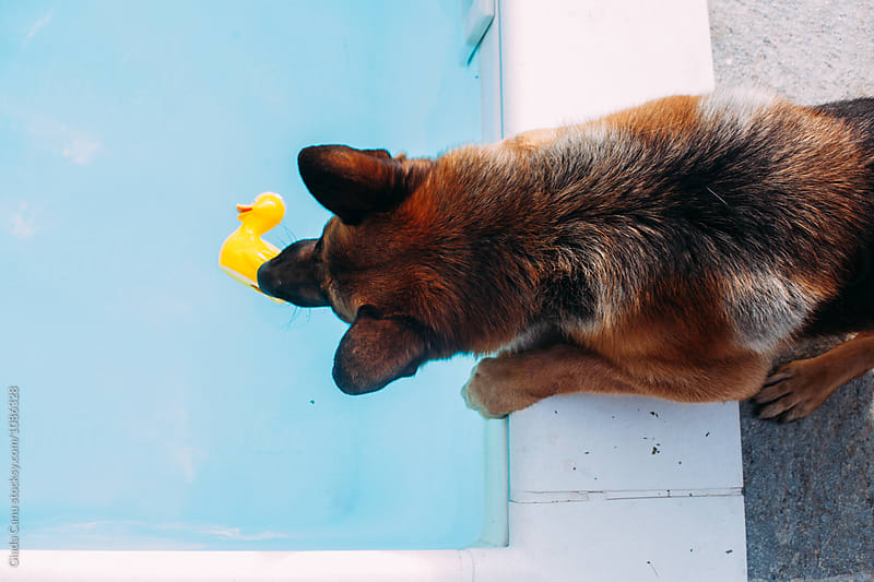 A germans shepherd trying to recover his plastic duck from the pool