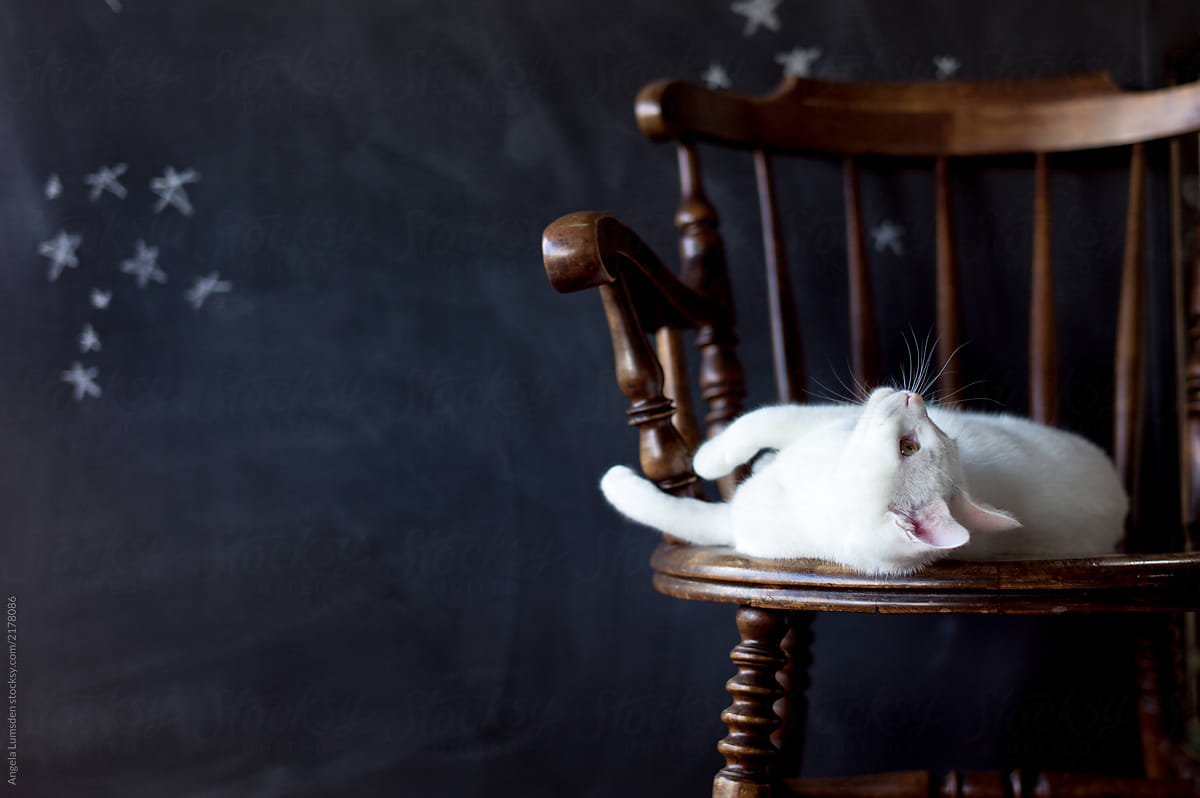 White cat lying down on a vintage wooden chair