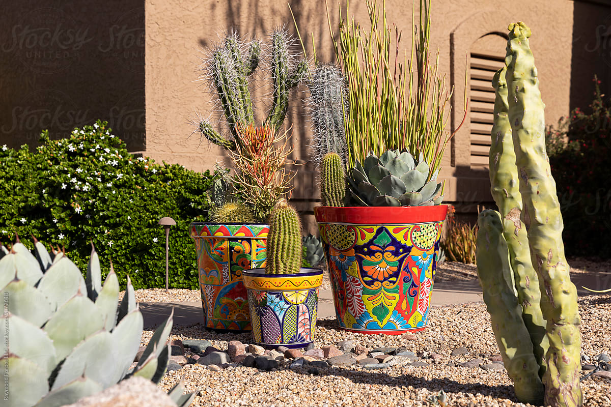 Arizona home garden with colorful clay pots with cactus succulent