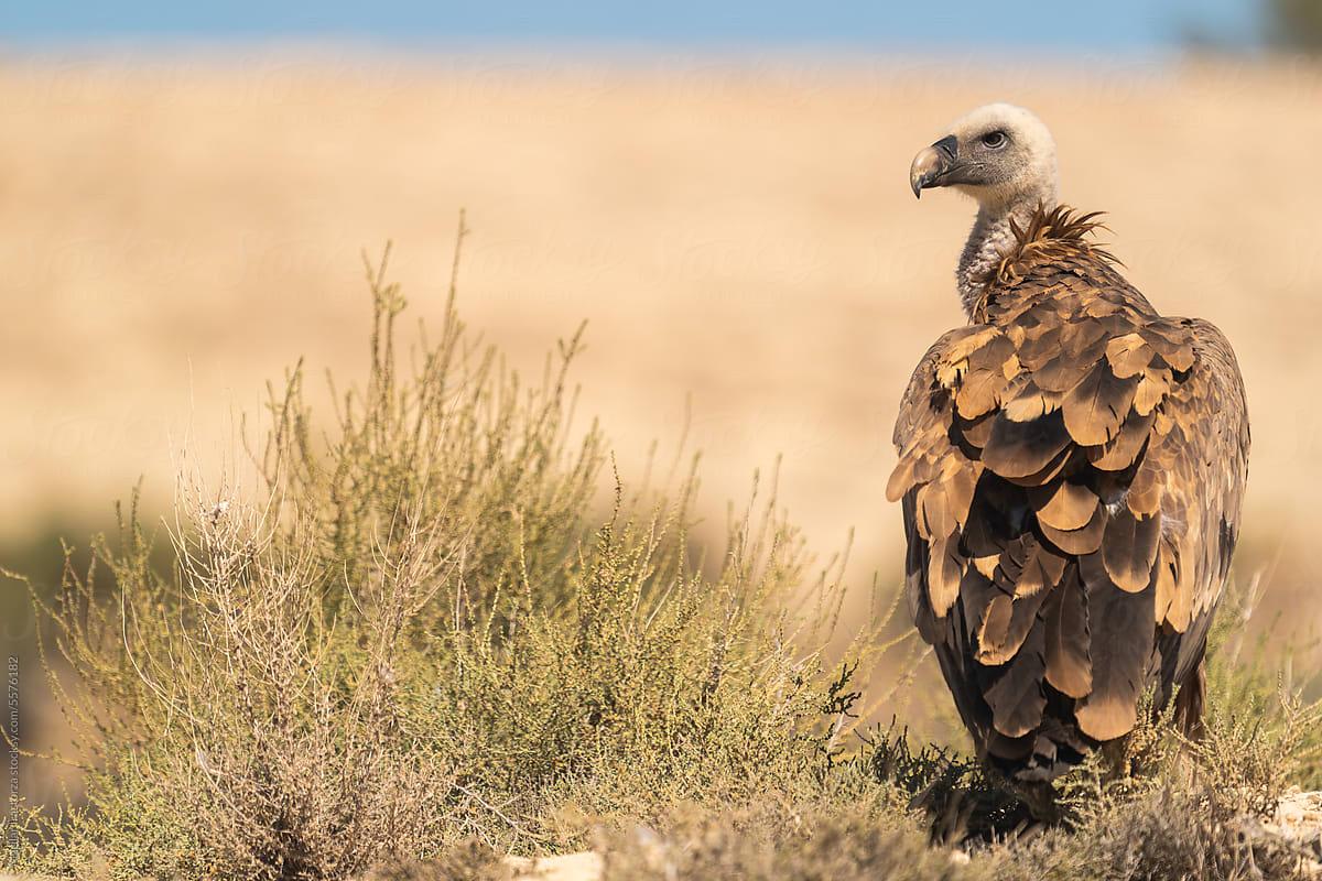 Griffon Vulture In A Desert