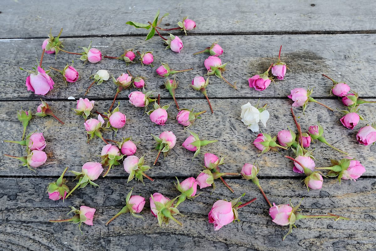 Rosebuds on the garden\'s table