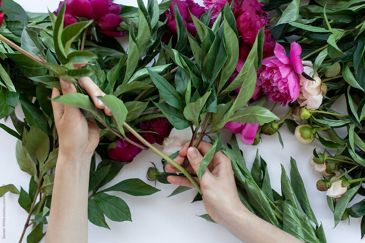 Making bouquet of fresh peony flowers