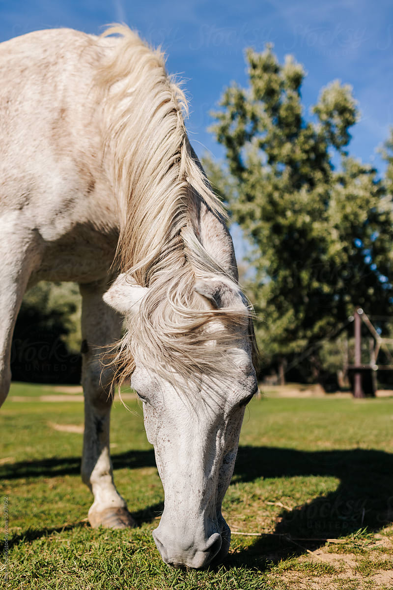 White therapy horse with a beautiful mane resting in the meadow