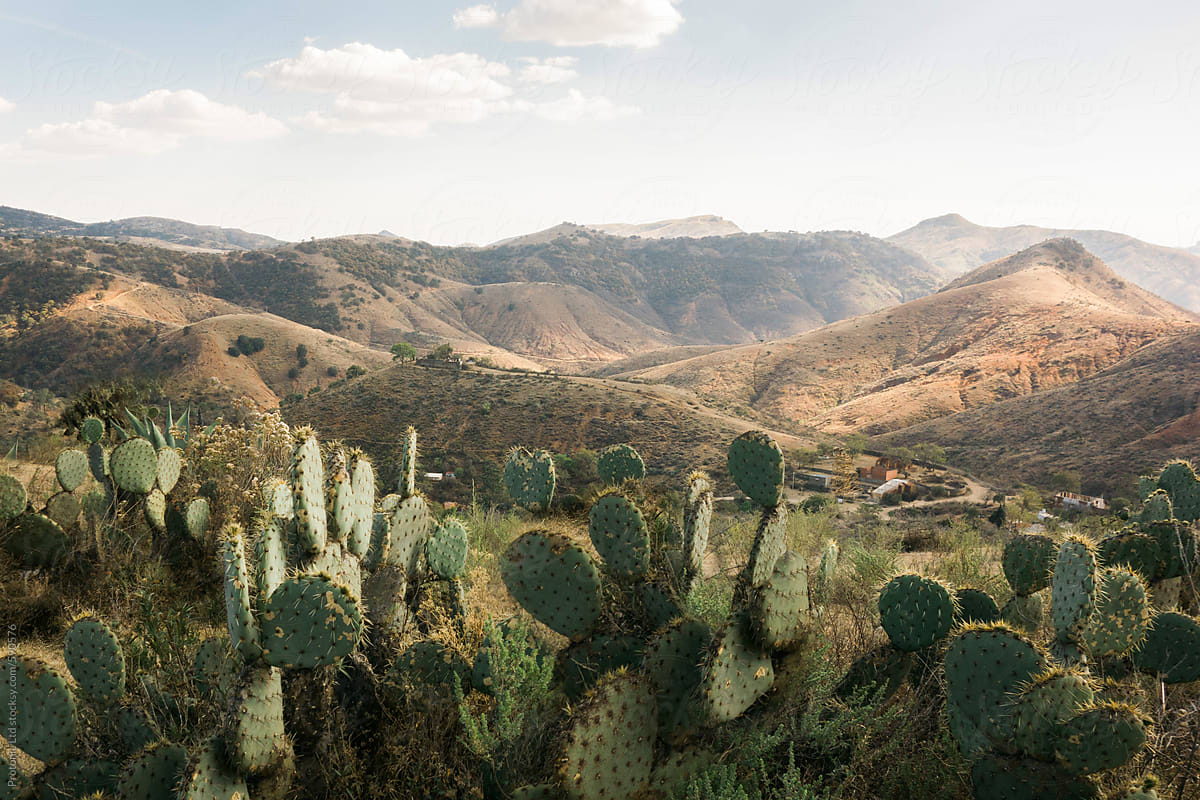 Mexico cactus landscape