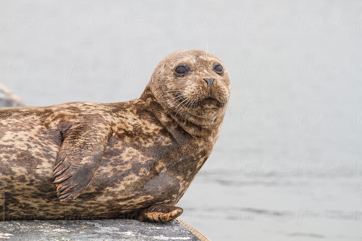 Wild harbor seal resting on pier