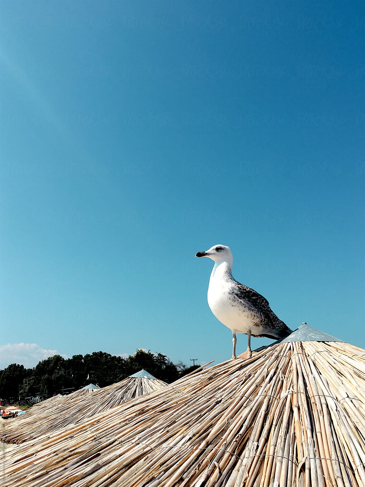 Seagull standing on umbrella on the beach.