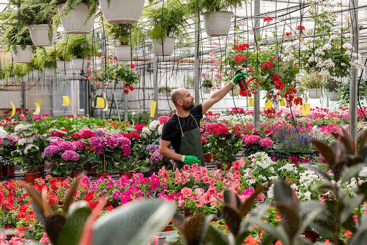 Florist watering plants with sprayer inside greenhouse