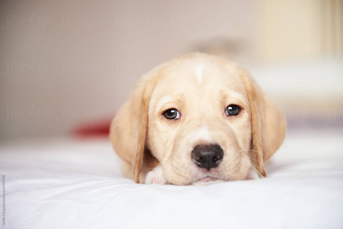 Puppy lying on bed