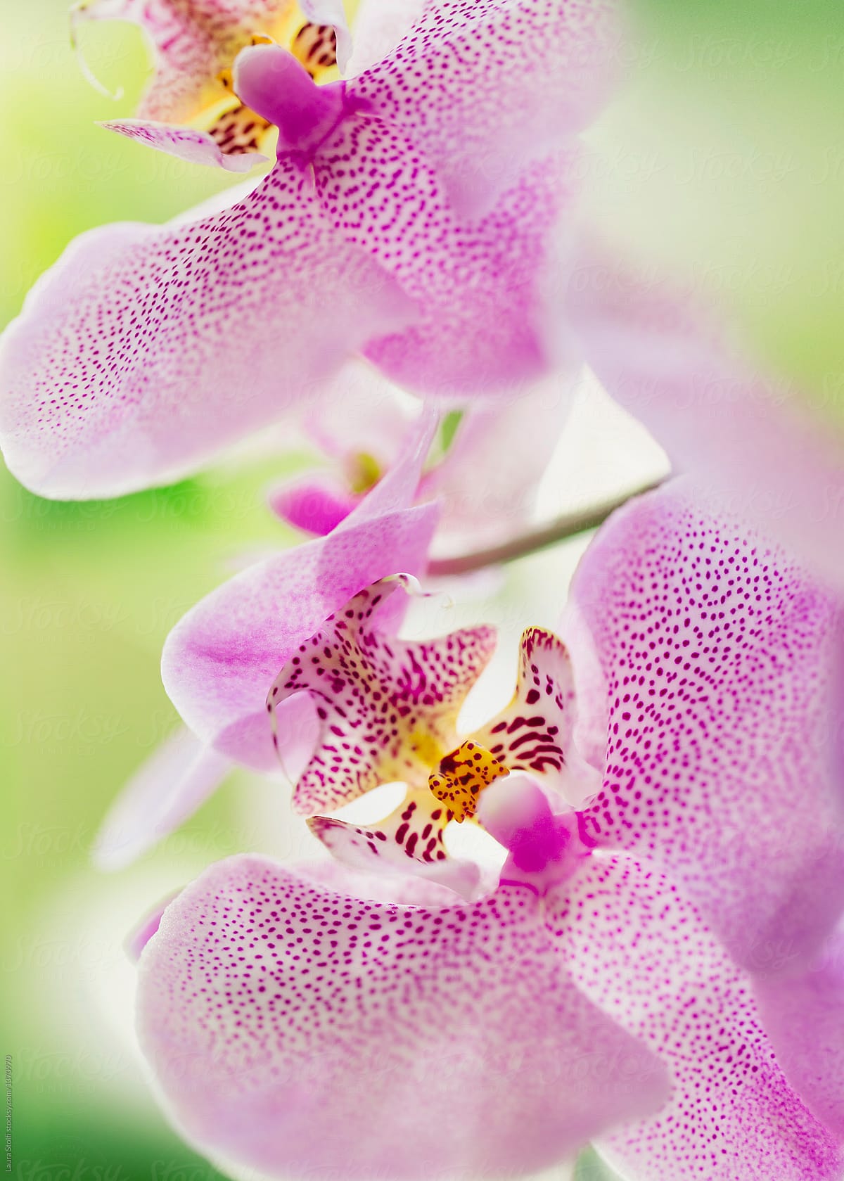 White and pink orchids with lots of magenta spots