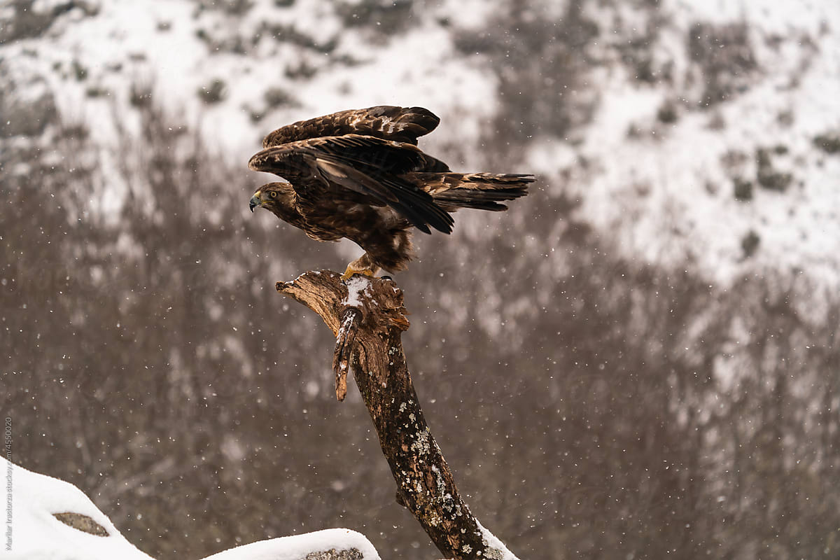 Golden Eagle Perched On Tree Trunk Under A Snowfall