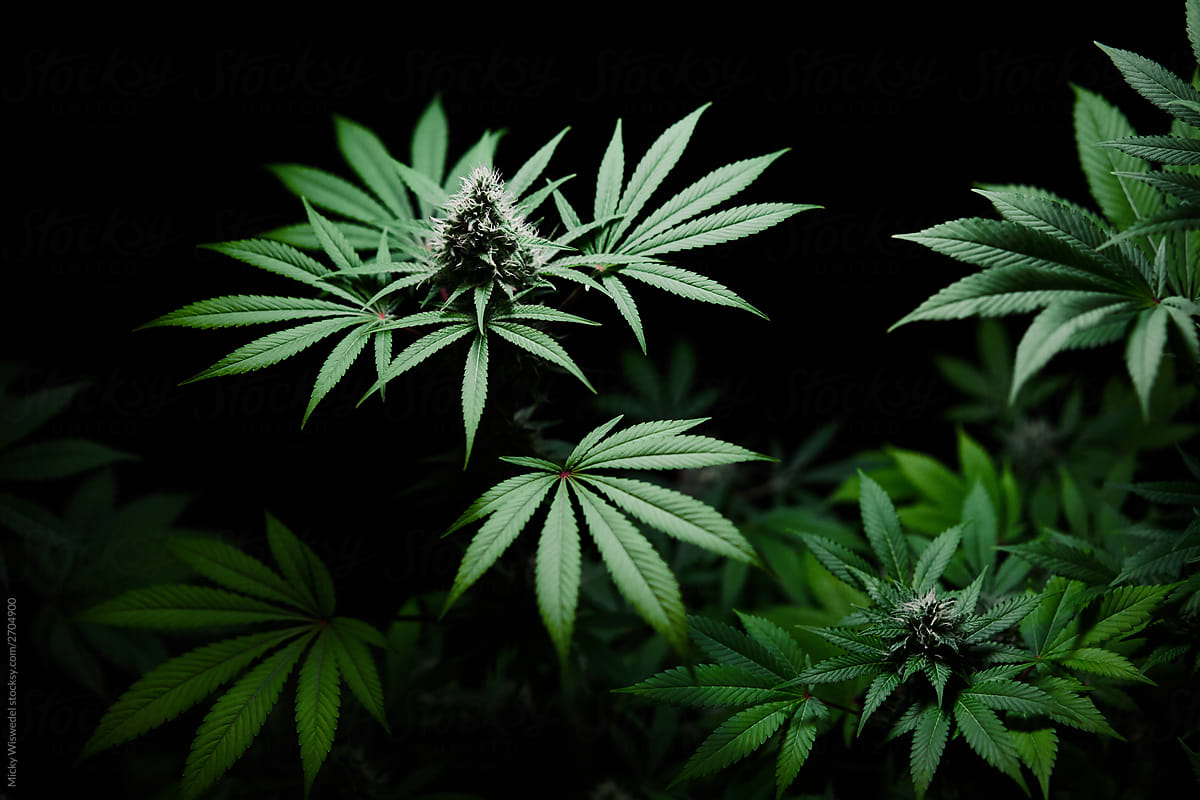 budding cannabis plants