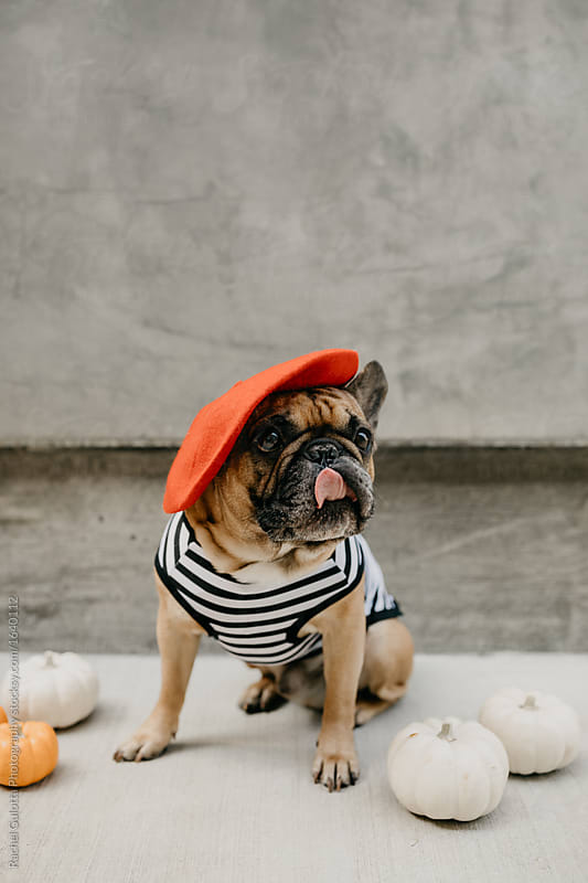 french bulldog dress shirt Not Matching. Coordinated. Shop The Look hypepups.co #HypePups # FrenchBulldog #FrenchieOutfits #FrenchieDrip #DogFashion