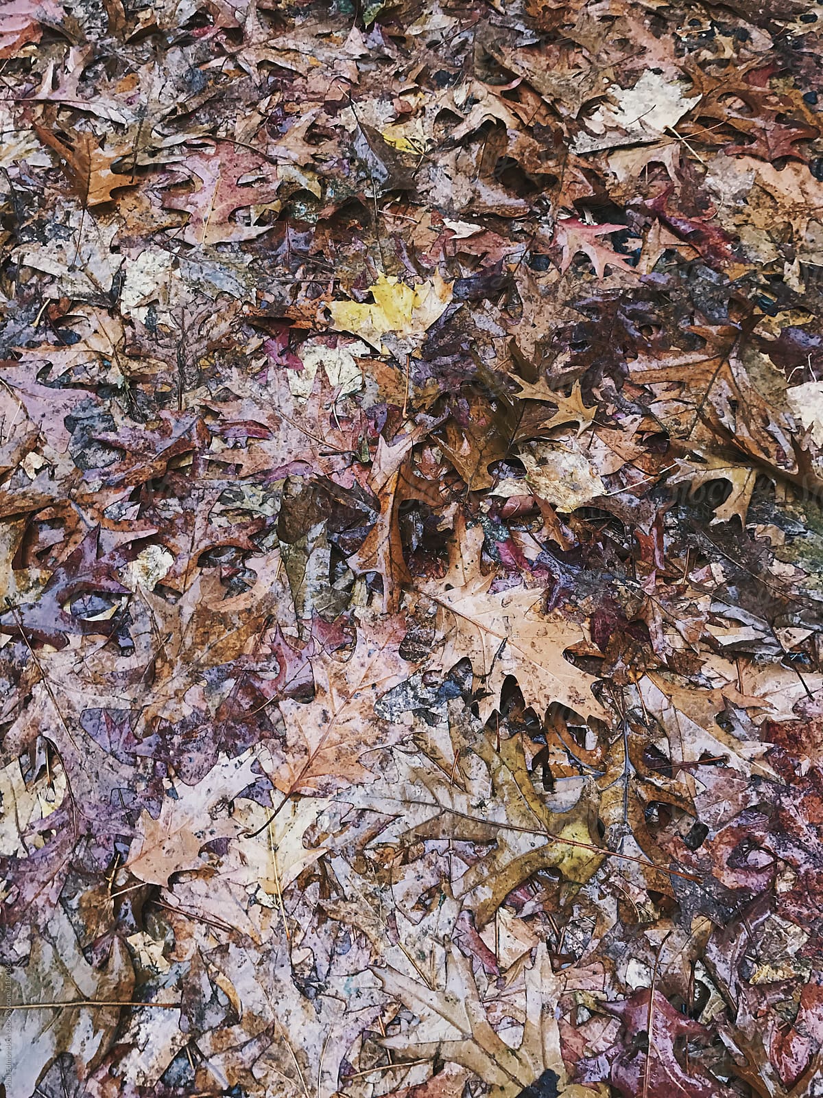 Wet Leaves In Autumn By Stocksy Contributor Rialto Images Stocksy