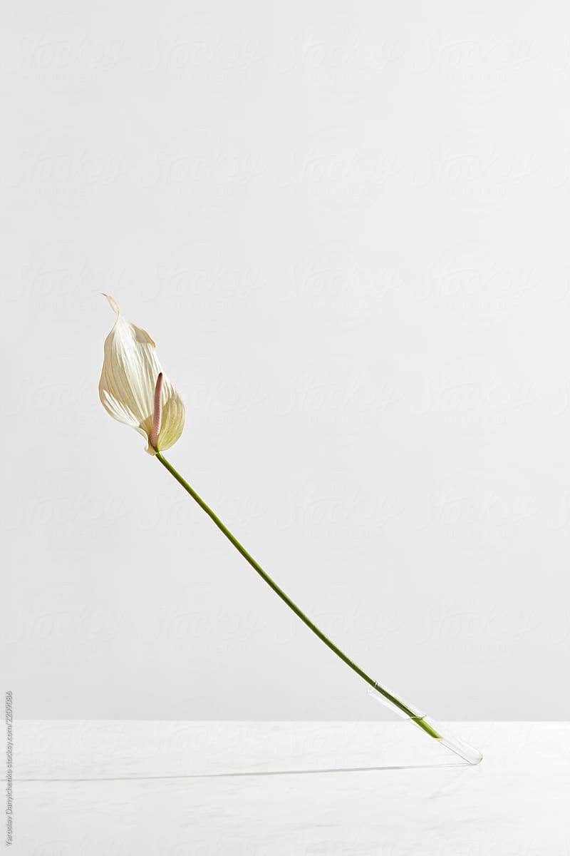 Transparent vase with flower spathiphyllum falls on a white tabl