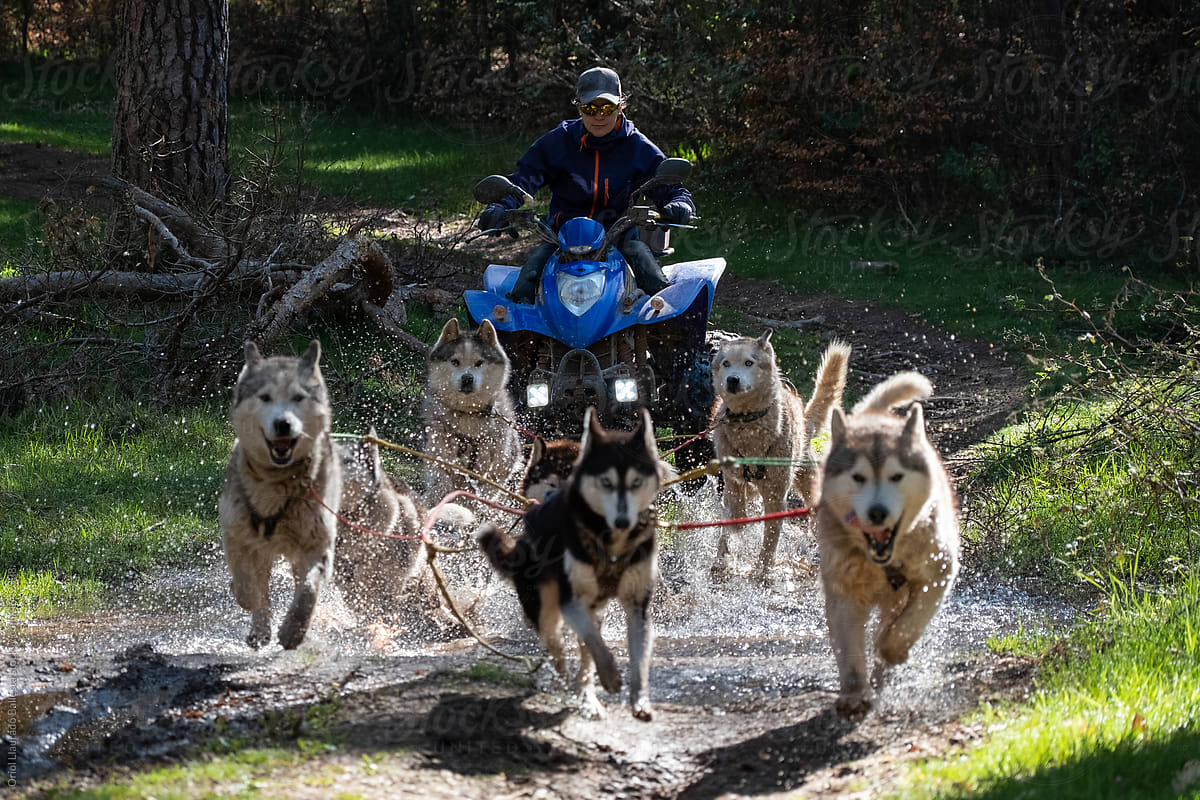 Huskies pulling a quad